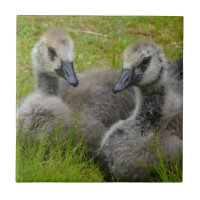 Paires de tuile canadienne d'oisons d'oies de bébé