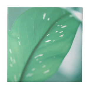 Carreau Pale Green Plante Feuille Nature Feed