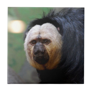 Carreau Pâlissez le singe fait face de Saki