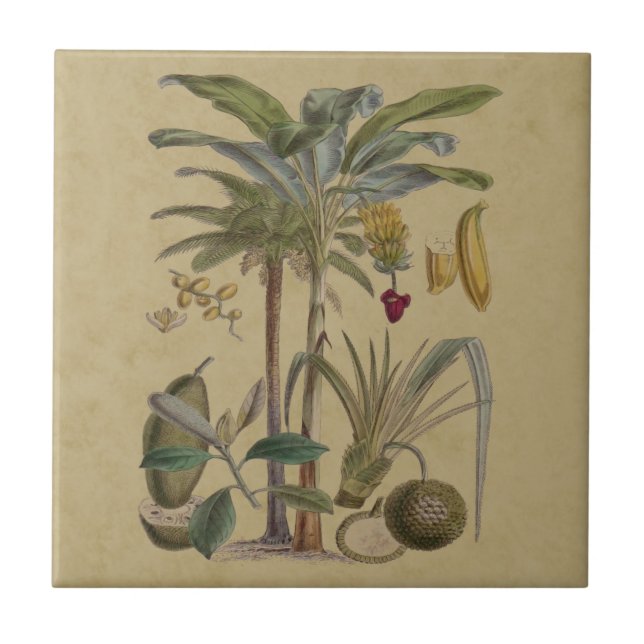 Carreau Palm Antique Fruit Tropical Art Botanique (Devant)
