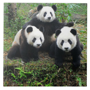 CARREAU PANDA CUB