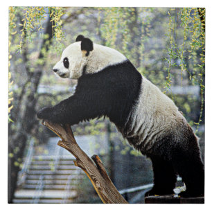 Carreau Panda géant