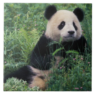 Carreau Panda géant dans l'herbe, vallée de Wolong, Sichua