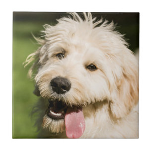 Carreau Panneaux de coquelicot de Goldendoodle