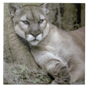 Carreau Panthère de Floride, Felis concolor coryi,