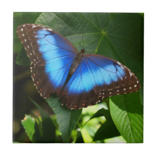 Carreau Papillon bleu morpho