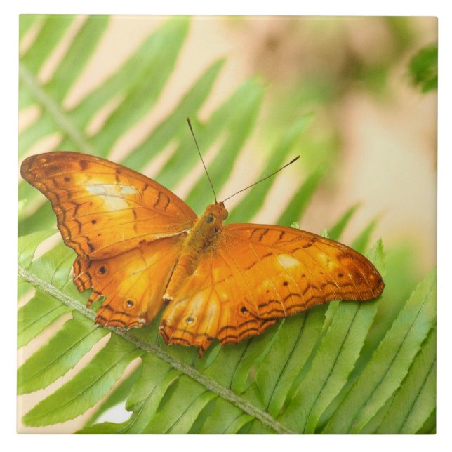 Carreau Papillon crusier (Devant)