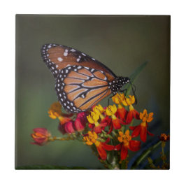Carreau Papillon de la Reine sur le milkweed tropical