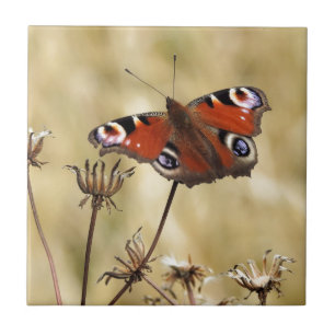 Carreau Papillon de Peacock