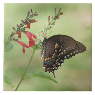 Carreau Papillon en Fleur sauvage