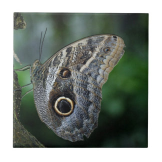 Carreau Papillon Extraordinaire Caligo Eurilochus