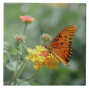 Carreau Papillon Gulf fritillaire étiré