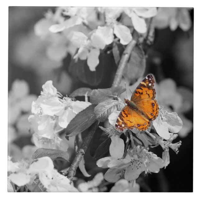 Carreau Papillon orange Sur Carrelage en céramique Apple B (Devant)