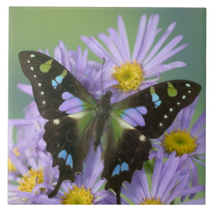 Carreau Papillon sur Fleur violette