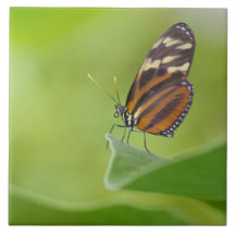 Papillon Tiger Longwing