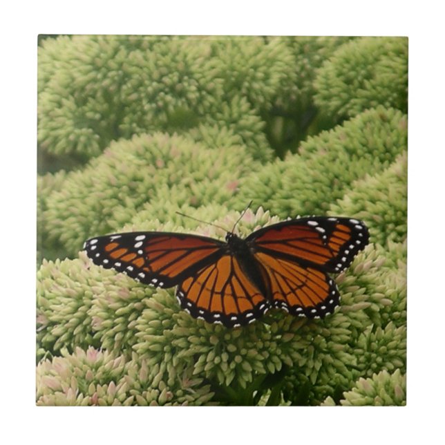 Carreau Papillon Viceroy Belle photographie de la nature (Devant)