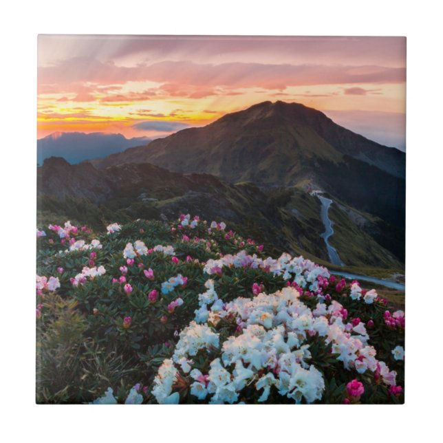 Carreau Parc national de floraison du rhododendron | (Devant)