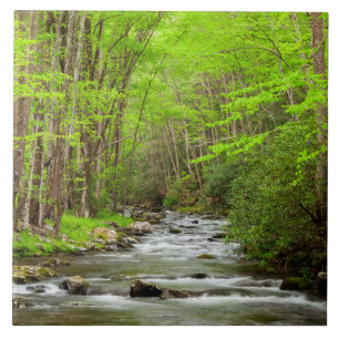 Carreau Parc national des Great Smoky Mountains Caroline d