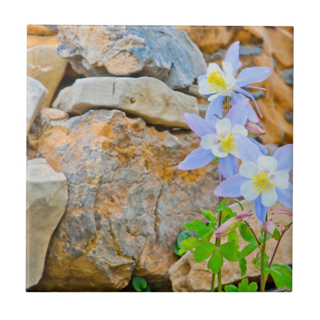 Carreau Parc national du Grand Teton 1 (Devant)