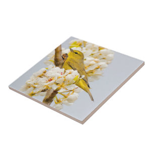 Carreau Paruline orangée au milieu des fleurs de cerisiers