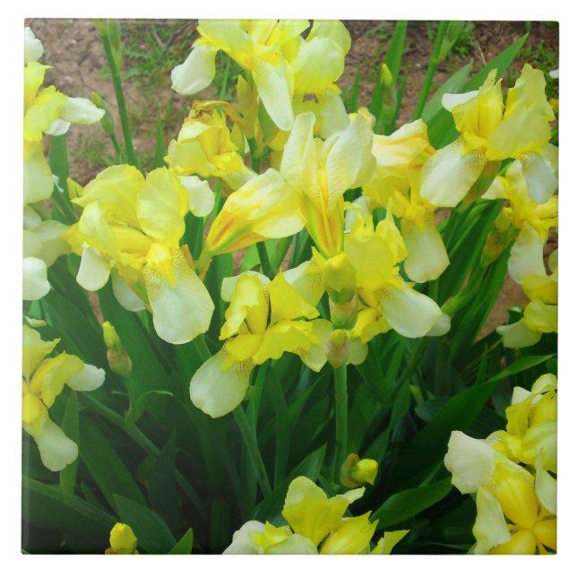 Carreau Patch jaune Iris (Devant)