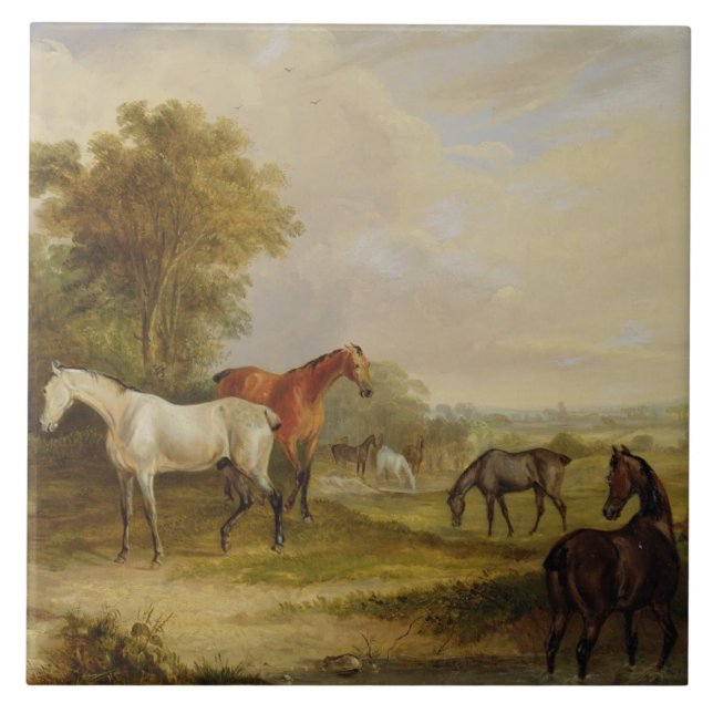 Carreau Pâturage de chevaux : Un étalon gris frôlant avec (Devant)