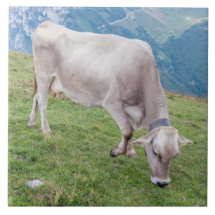 Carreau Pâturage de vache dans la céramique des Alpes