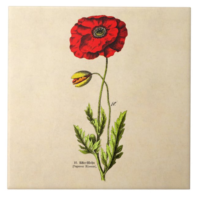 Carreau Pavots floraux rouges de fleur sauvage de pavot de (Devant)