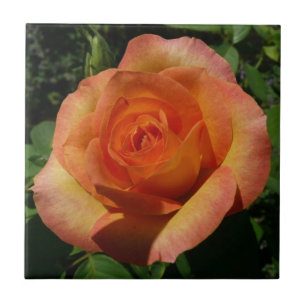 Carreau Peach Rose Orange Floral Photographie
