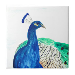 Carreau Peacock Peint Aquarelle Oiseau Cuisine rustique