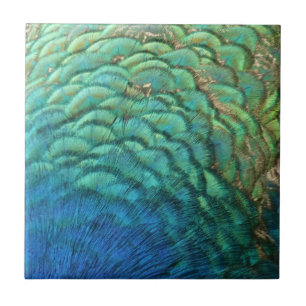 Carreau Peacock Plumes I Colorful Abstrait Nature Design