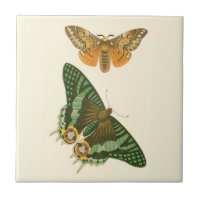 Peinture à papillon légèrement frontière