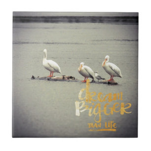 Carreau Pélicans et mouettes rêvent de plus en plus