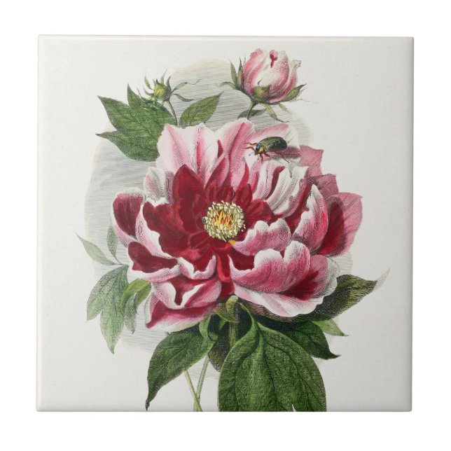 Carreau Peony Rose botanique vintage (Devant)