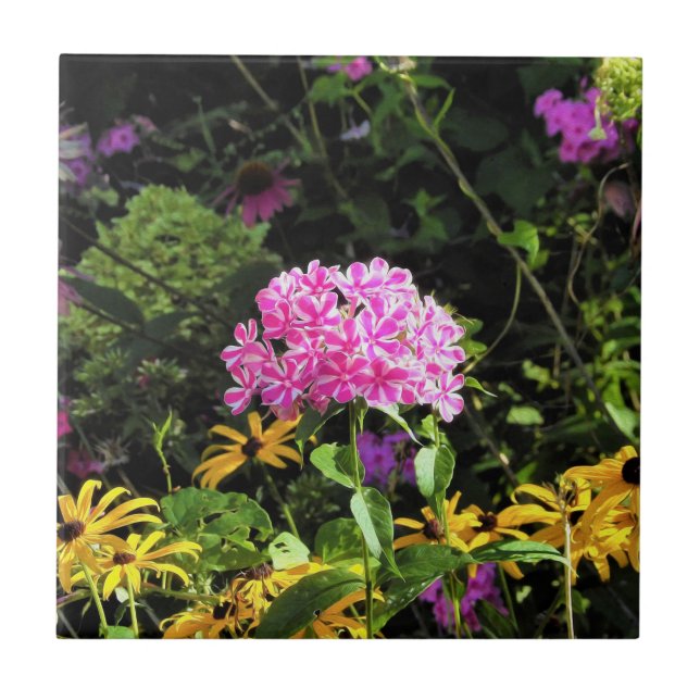 Carreau Peppermint Twist Phlox dans le jardin des fleurs (Devant)
