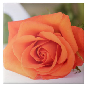 Carreau Pétales Roses orange Fleur Floral