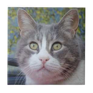 Carreau Petit chat gris (4,25 po x 4,25 po) Carrelage phot