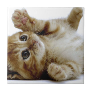 Carreau petit chat tigré mignon de gingembre d'animal