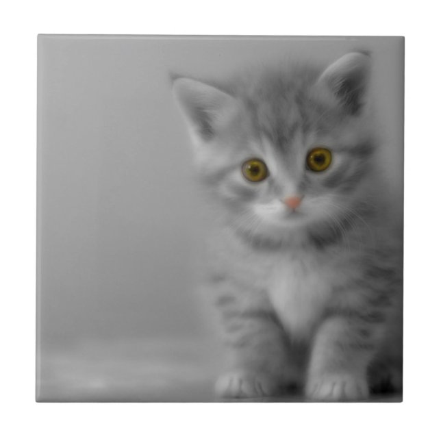 Carreau Petit chaton doux (Devant)