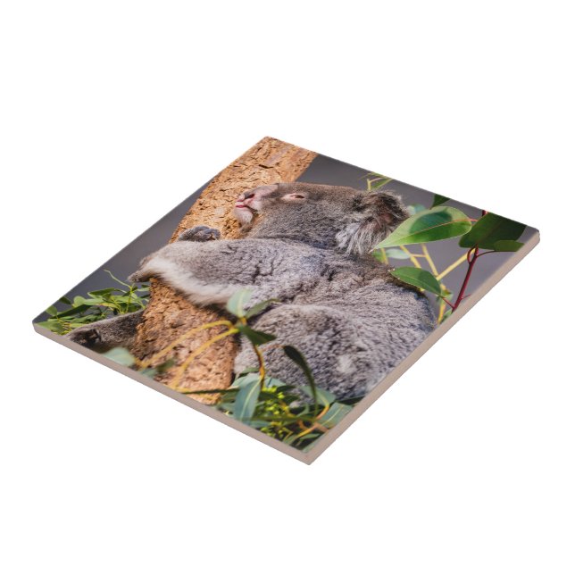 Carreau Petit koala doux (Côté)