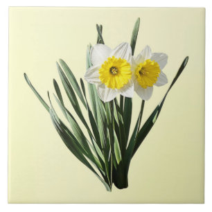 Carreau Petit Narcisse Timide