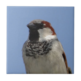 Carreau Petit oiseau mignon