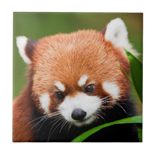 Carreau Petit Panda Rouge
