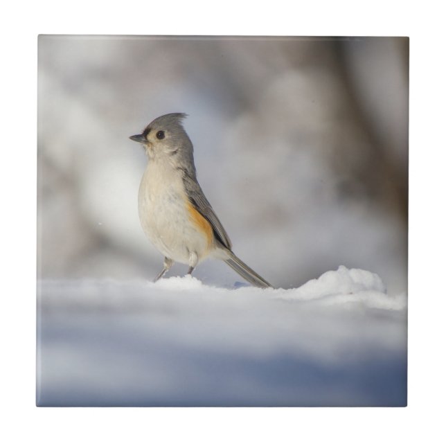 Carreau Petite souris touffue dans la neige (Devant)