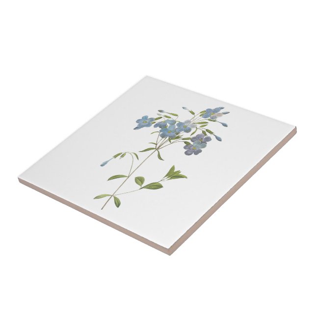 Carreau phlox de rampement (reptans de Phlox) par Redouté (Côté)