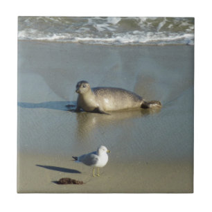 Carreau Phoque commun à La Jolla Californie