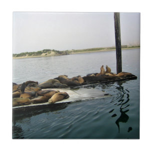 Carreau Phoques communs, Morro Bay, Californie
