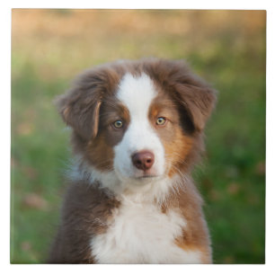 Carreau Photo australienne mignonne de chiot de chien de