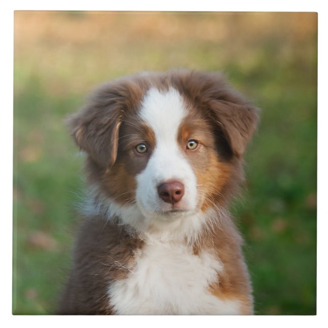 Carreau Photo australienne mignonne de chiot de chien de (Devant)