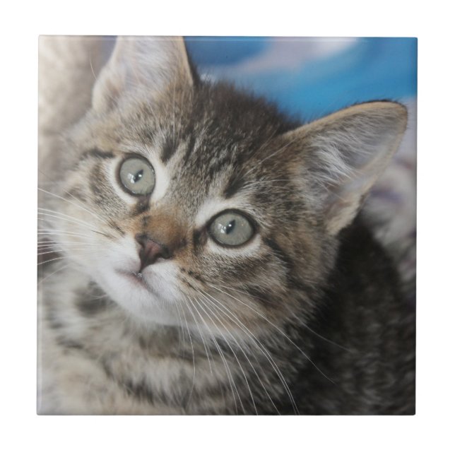 Carreau Photo de chat de famille mignonne (Devant)